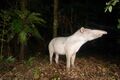 Anta-albina-tapirus-terrestres.jpg