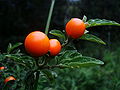 Solanum.JPG