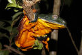 Cruziohyla craspedopus-Sapo Folha da Amazônia.JPG
